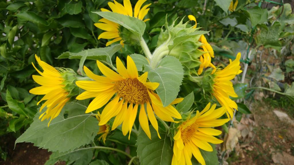 a group of yellow sunflowers with green leaves at Apartment Tina in Trogir