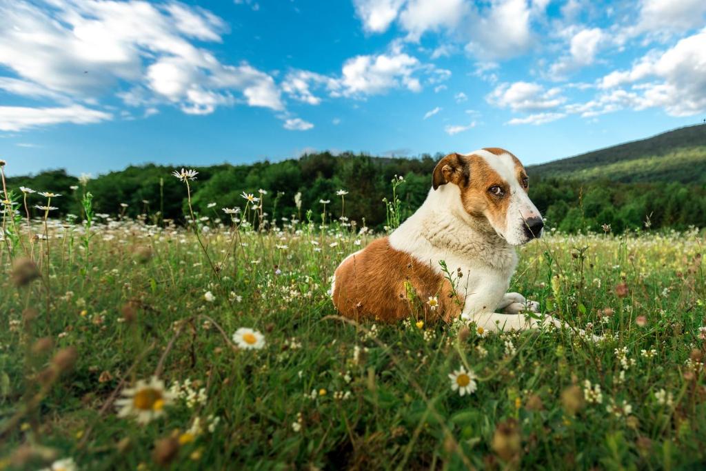 Ranch Jelov Klanac - 8