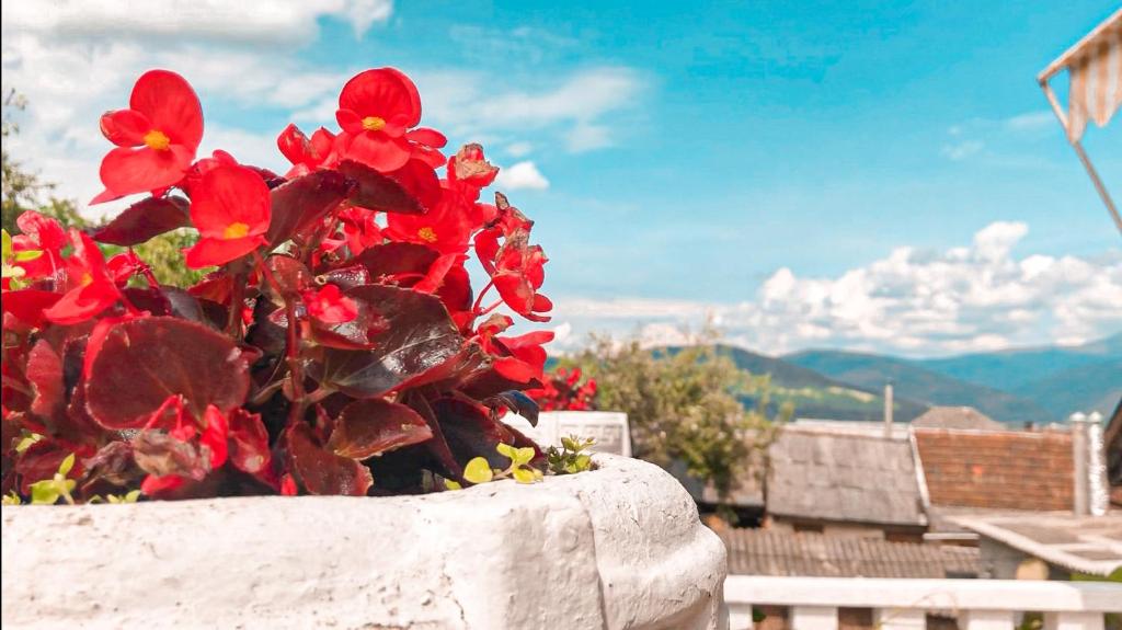 Příroda nedaleko apartmánu