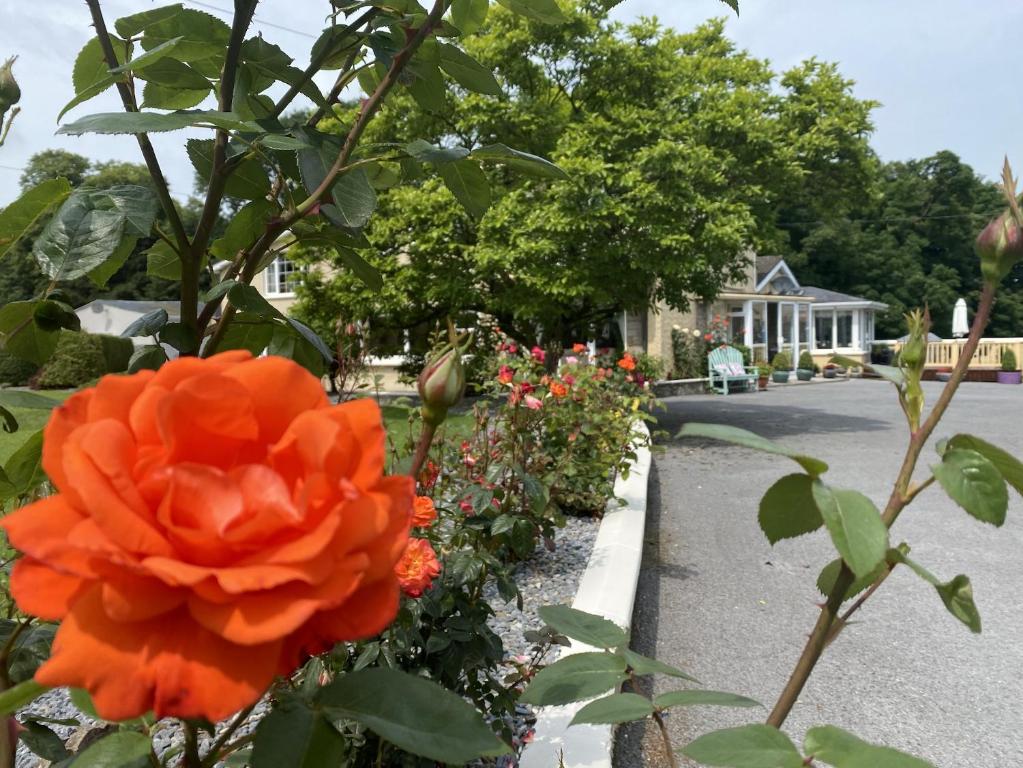 an orange flower in a garden next to a street at copperfield house in Cashel