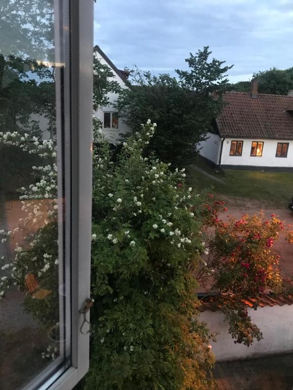 Aed väljaspool majutusasutust Botanikerns hus
