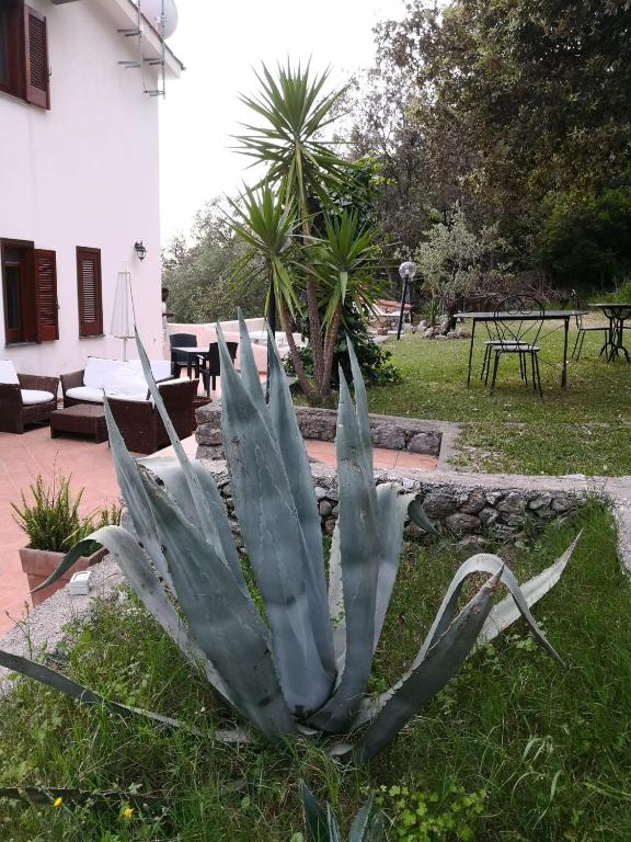 Zahrada ubytování Il carrubo B&b