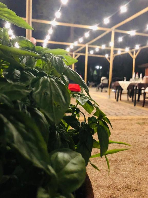 zielona roślina przed budynkiem z oświetleniem w obiekcie Fattoria Il Noce B&B w mieście Manduria