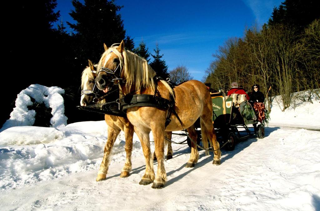 Zvířata v hotelu nebo okolí