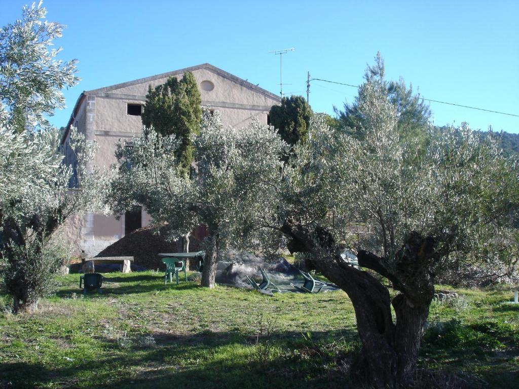 un olivier devant un bâtiment dans l'établissement Casa Rural Masía Barbera, à Ibi