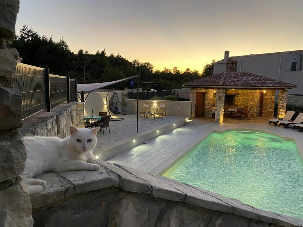 a white cat laying on a wall next to a swimming pool at Villa Rose in Kršan