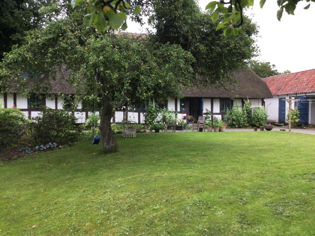 a house with a tree in the middle of a yard at Filippavej 80 in Vester-Skerninge