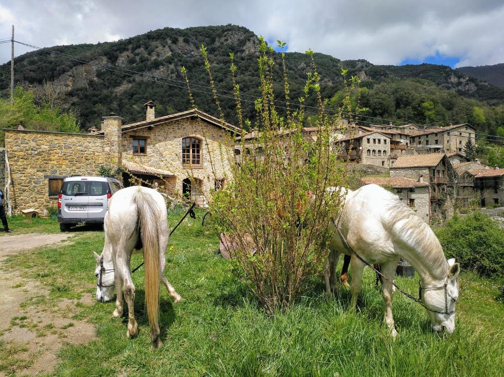 two white horses grazing in a field of grass at Bed&Breakfast la Cabanya de Beget in Beget