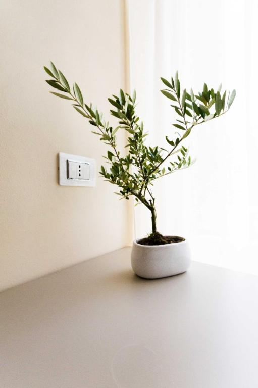 Don Carlo Tropea - 14