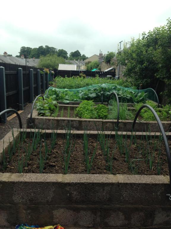a garden with some plants in the dirt at Glaslough Ramblers Rest in Monaghan