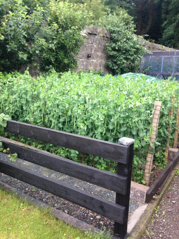 a garden with a bunch of green plants at Glaslough Ramblers Rest in Monaghan