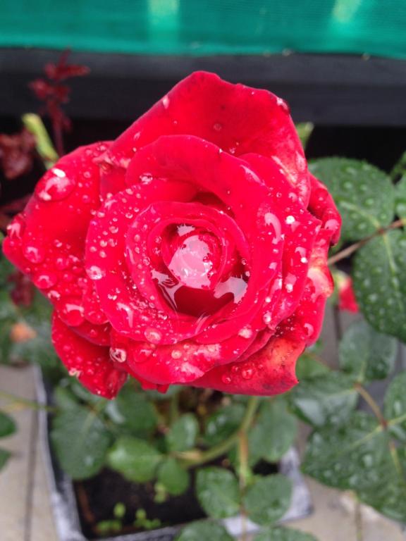 a red rose with drops of water on it at Glaslough Ramblers Rest in Monaghan