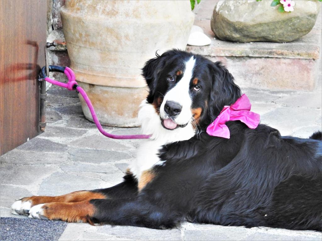 un perro con un lazo rosa en una correa en Agriturismo Colle Donatucci, en Castagneto Carducci