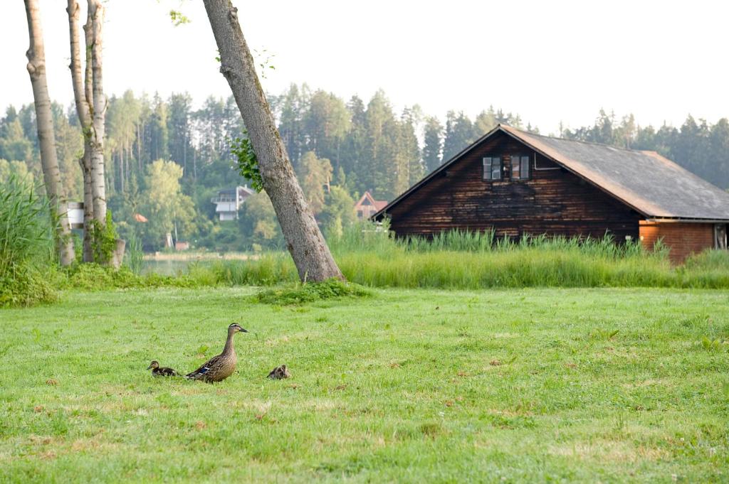 Altri animali domestici presso l'hotel o nei dintorni