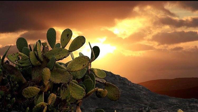 un cactus con la puesta de sol en el fondo en Prickly Pear House, en Plaka Milou