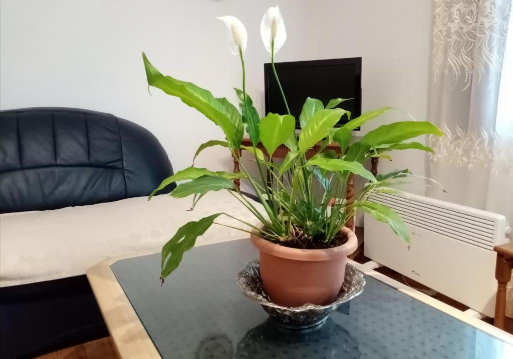 a potted plant sitting on a coffee table in a living room at Mateski guest house in Ohrid