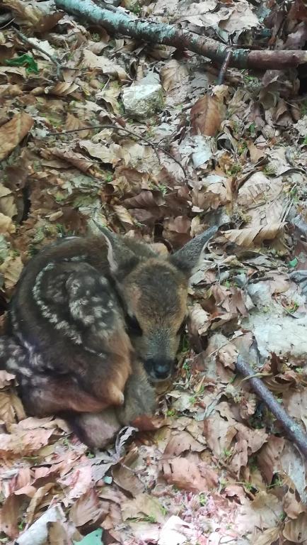 Zvířata v prázdninového domu nebo okolí