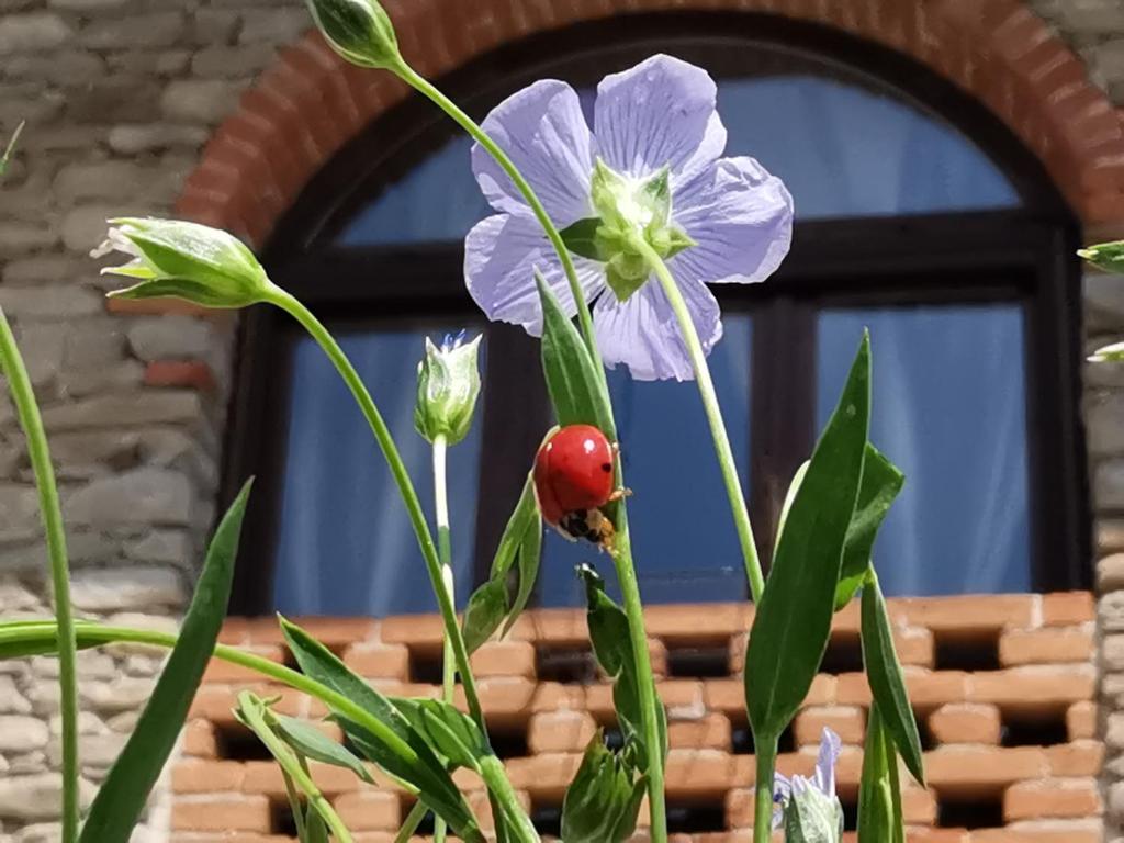 een bloem met een lieveheersbeestje erop voor een raam bij Agriturismo Mondo in Bubbio