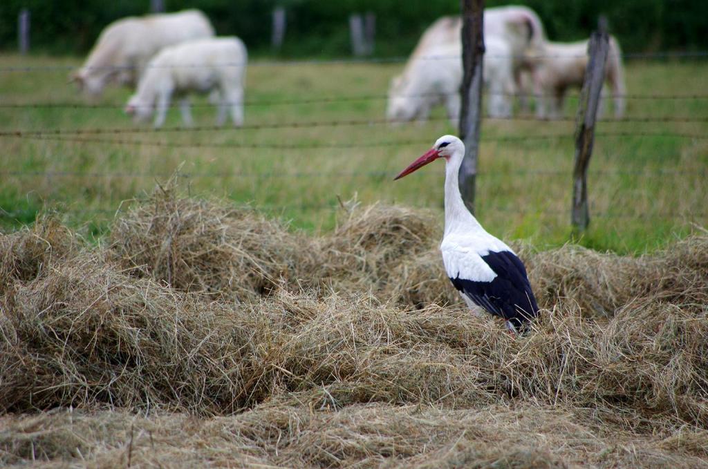 a bird standing on a pile of hay with sheep at Chambr'im Leh in Hoerdt