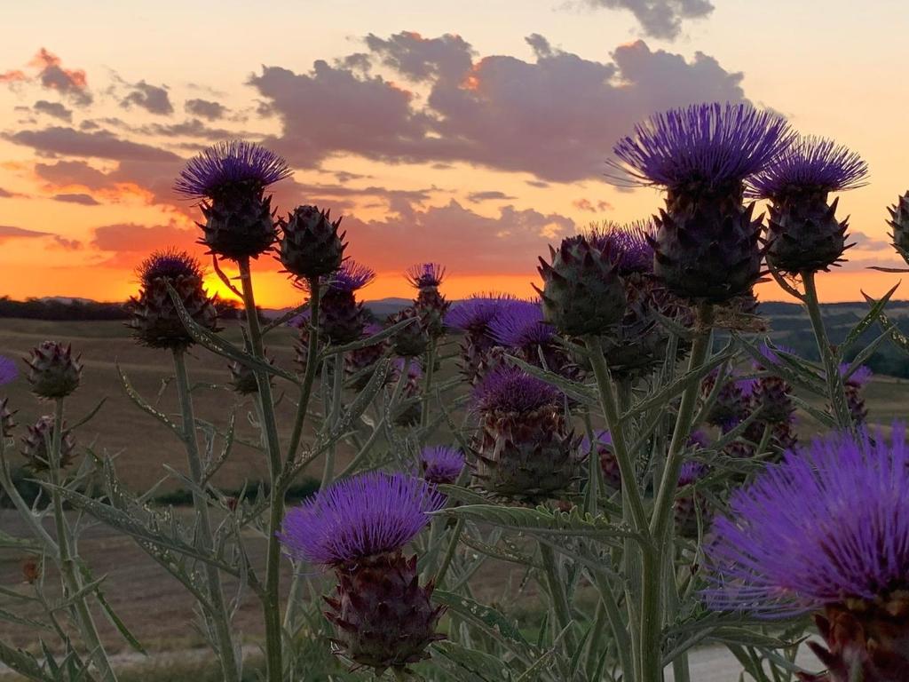 Wine Resort Colsereno - 8