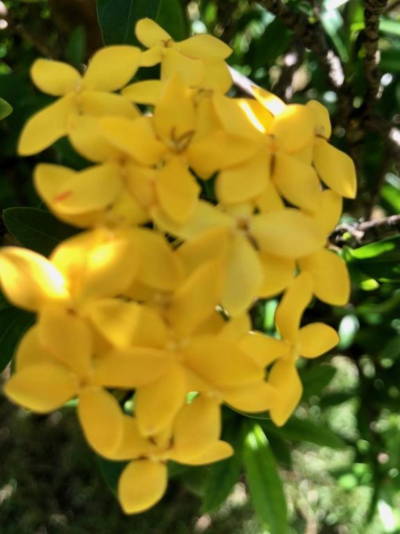  Pousada Bougainville