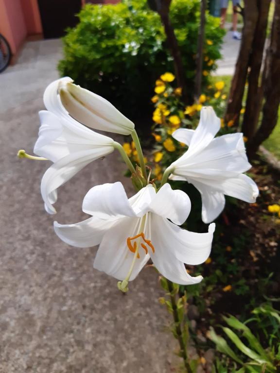 a white flower is growing on the sidewalk at Gorski cvijet in Delnice
