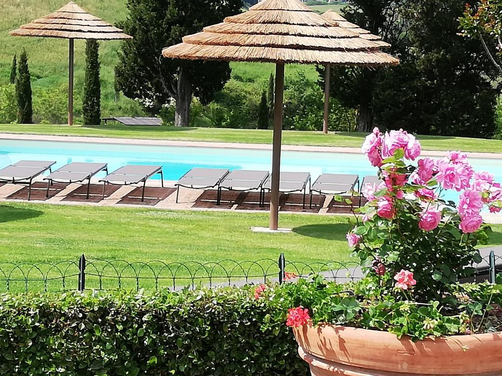 una piscina con sillas, sombrillas y flores rosas en San Lorenzo Agriturismo, en Buonconvento