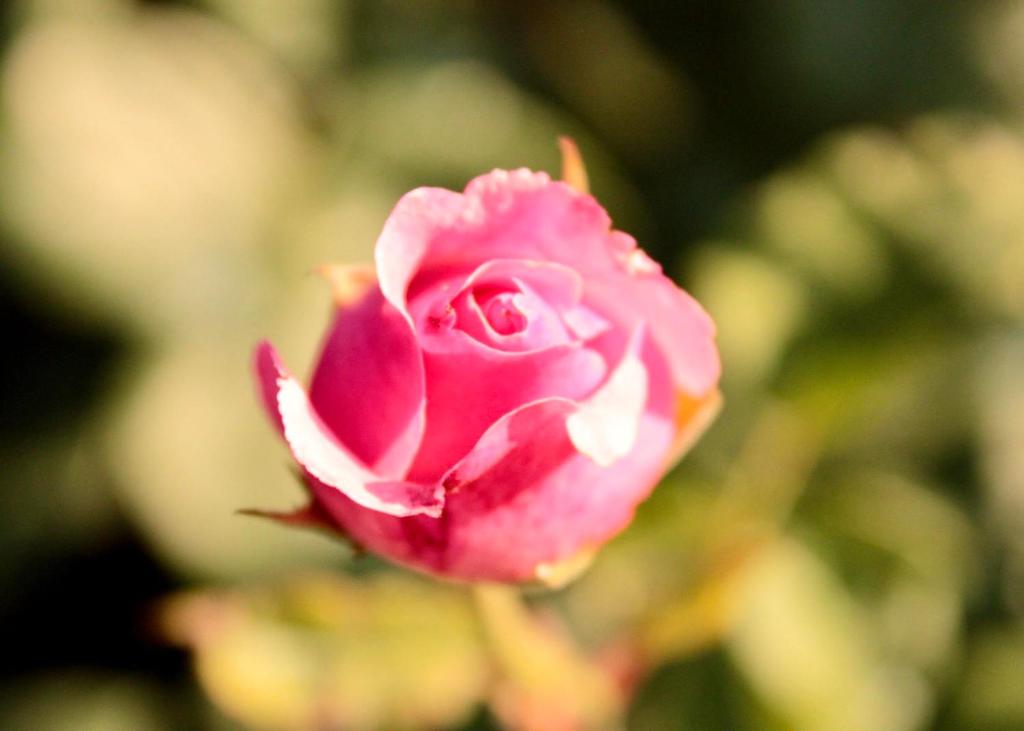 una rosa está creciendo en un jardín en Villa Lilli 2, en Ferrara