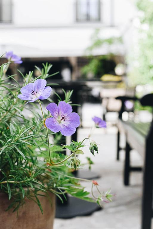 Zahrada ubytování Hotel FRANQ