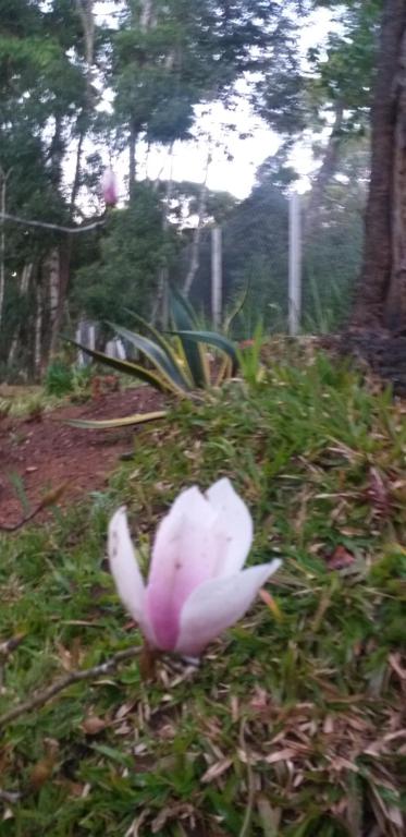  Bosque das Araucárias