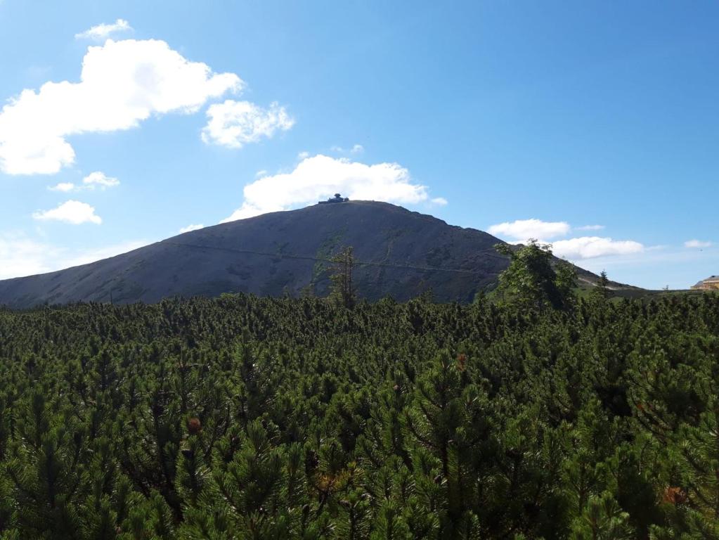 Apartament Zielone Wzgórze 1 - 18