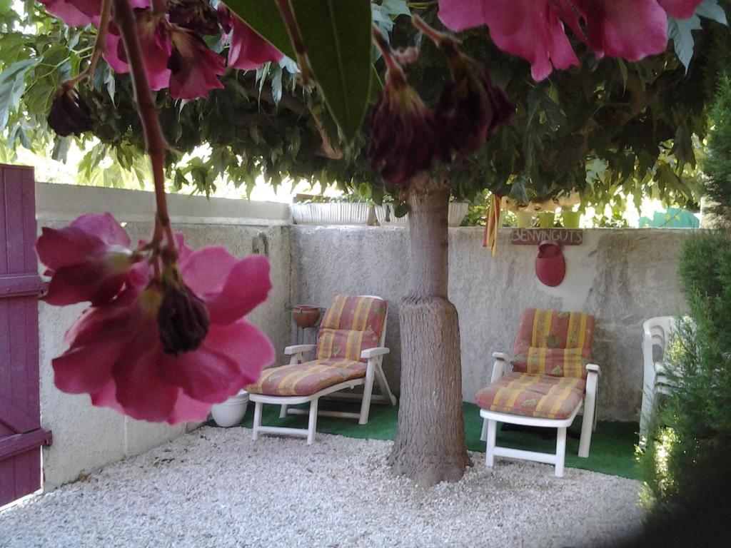 Deux chaises et un arbre aux fleurs roses dans l'établissement Le patio de Torreilles-Plage, à Torreilles