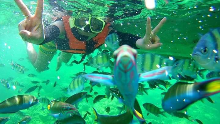deux personnes nageant dans l'eau avec un requin dans l'eau dans l'établissement DAYA hill seaview, à Koh Lipe