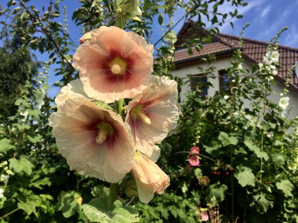 two pink flowers in front of a house at Ferienwohnung Stockrose in Middelhagen