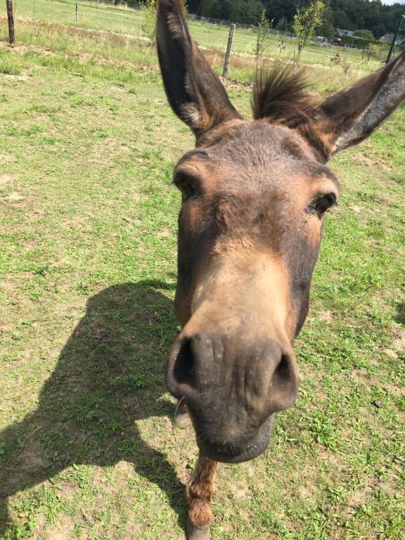 a donkey standing in a field of grass at Nergena Zimmer Frei in Goch