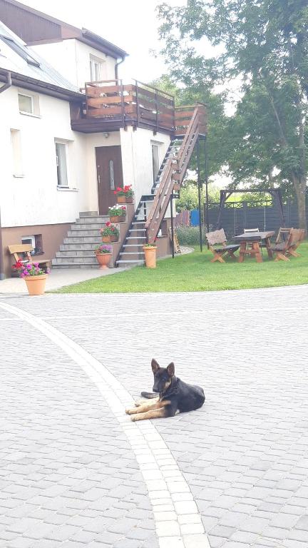 un cane nero steso per terra di fronte a una casa di Ranczo Kaletnik a Kaletnik