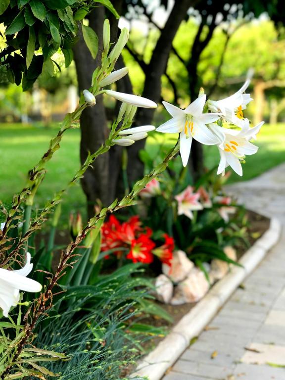 Zahrada ubytování Apartments KRAJA