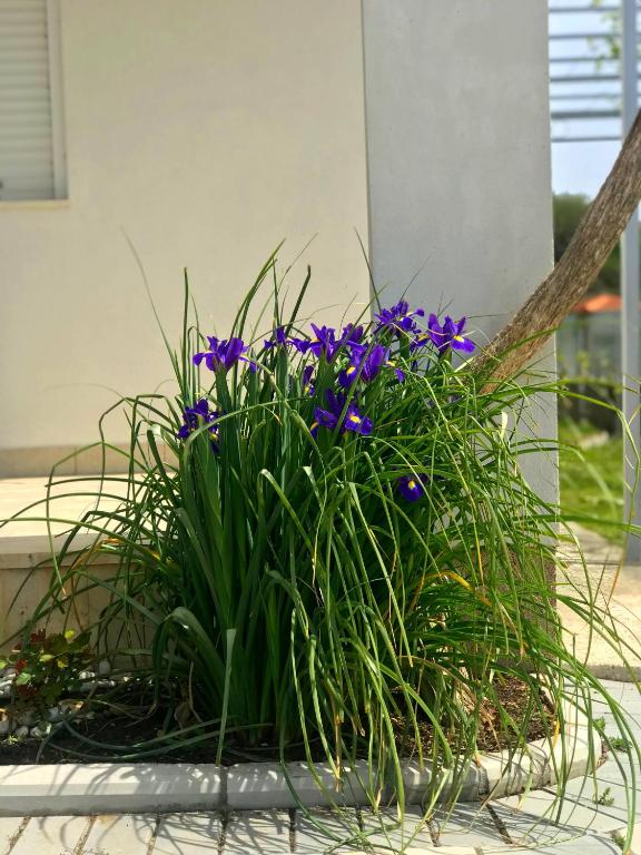 Zahrada ubytování Apartments KRAJA