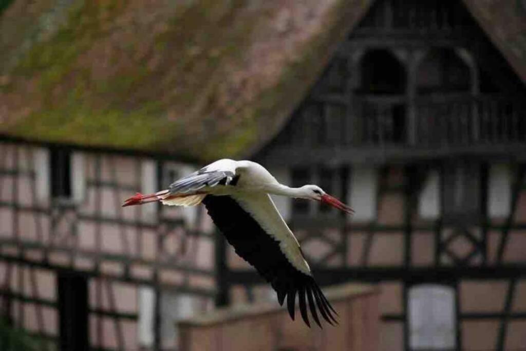 Coeur Alsace – photo 18