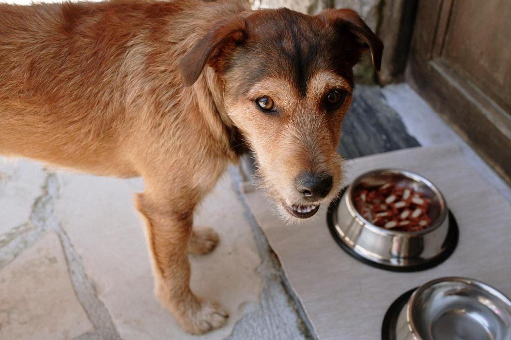 Mascotas con sus dueños en Casa Ortiz