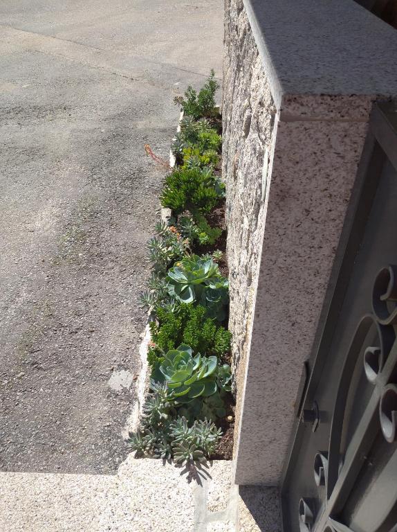 a garden with plants on the side of a street at Casa Morgado in Braga