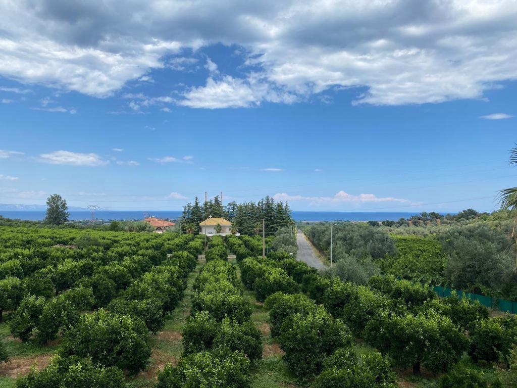 una vista in alto di una piantagione di alberi di Agriturismo San Francesco a Rossano Stazione