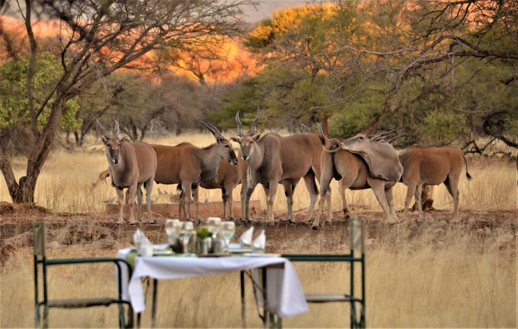un grupo de animales de pie en un campo con una mesa en Ohange Namibia Lodge, en Otavi