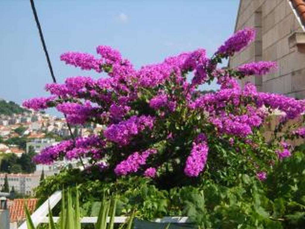 Vonkajšia záhrada v ubytovaní Guesthouse Anna