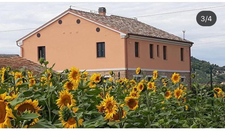 a large field of sunflowers in front of a house at La dolce vita in Porto Recanati