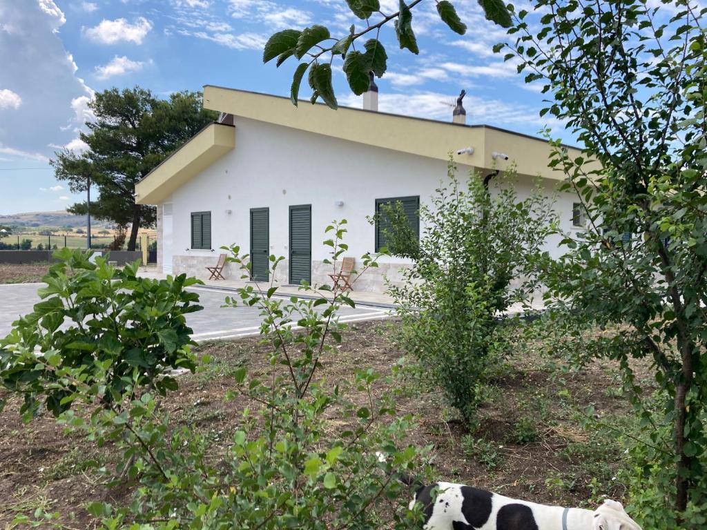 une maison blanche avec une vache devant elle dans l'établissement Vento Barocco - Equitazione e Turismo, à Matera