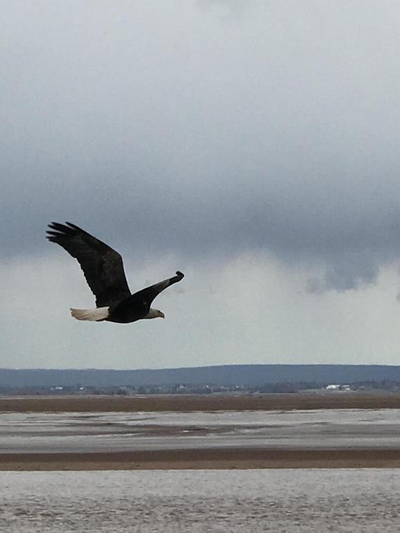 un uccello che vola sopra un corpo d'acqua di Cresthaven By the Sea a South Maitland