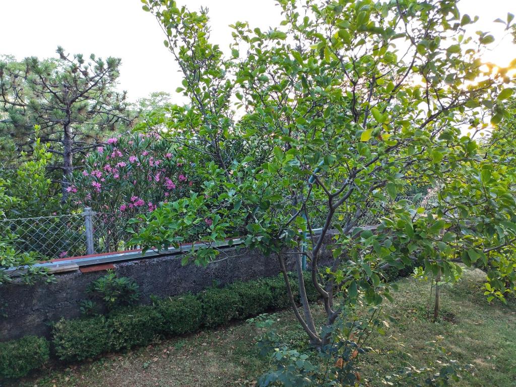 uma árvore num jardim com flores cor-de-rosa ao fundo em Apartment with private garden and terrace em Crikvenica