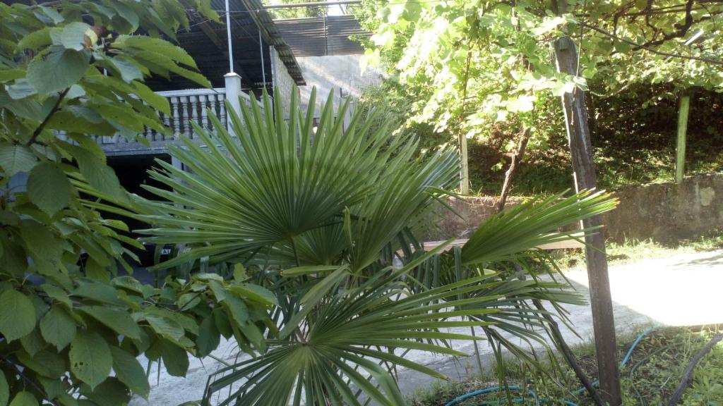 a palm tree in front of a house at DONNA in Chiatʼura