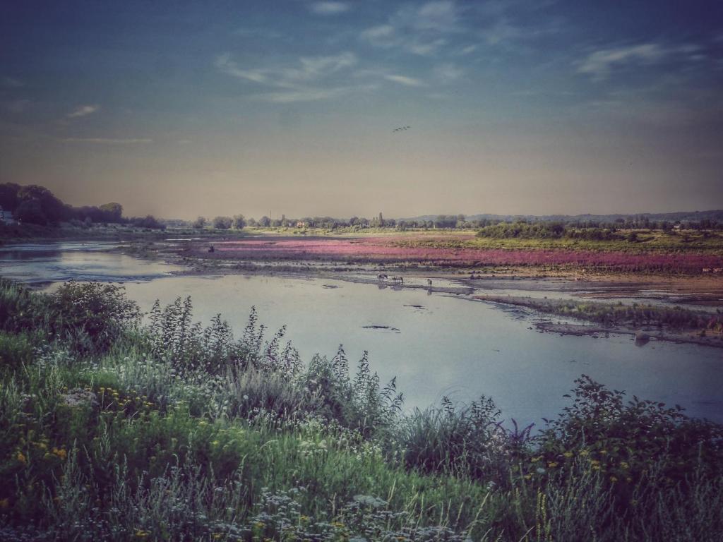 a body of water in a field with grass at Maashuys in Lanaken